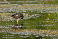 Photo - Gallinule d'Amérique