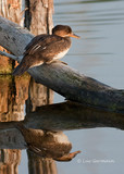 Photo - Hooded Merganser