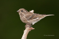 Photo - Purple Finch