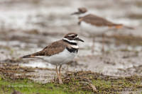 Photo - Killdeer