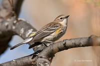 Photo - Yellow-rumped Warbler