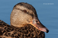 Photo - Canard colvert