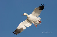 Photo - Snow Goose