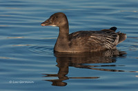 Photo - Snow Goose