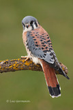 Photo - American Kestrel