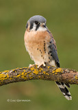 Photo - American Kestrel