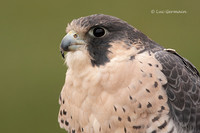 Photo - Peregrine Falcon