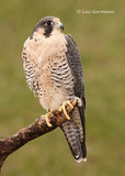 Photo - Peregrine Falcon