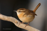 Photo - Carolina Wren