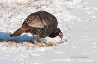 Photo - Wild Turkey