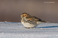 Photo - Lapland Longspur