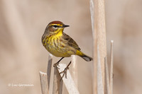 Photo - Palm Warbler