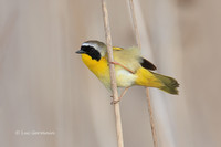 Photo - Common Yellowthroat