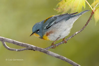 Photo - Northern Parula