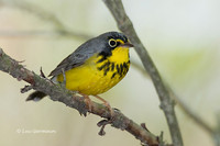 Photo - Canada Warbler