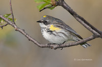 Photo - Yellow-rumped Warbler