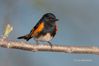 Photo - American Redstart