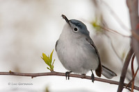 Photo - Gobemoucheron gris-bleu