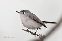 Photo - Gobemoucheron gris-bleu