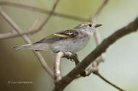 Photo - Chestnut-sided Warbler