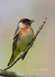 Photo - Bay-breasted Warbler