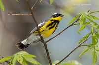 Photo - Magnolia Warbler