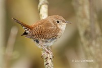 Photo - House Wren