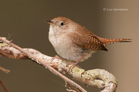 Photo - House Wren