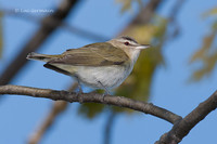 Photo - Viréo aux yeux rouges