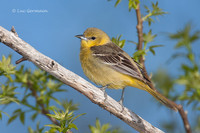 Photo - Oriole de Baltimore