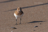 Photo - Sanderling