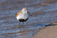 Photo - Dunlin