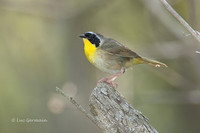 Photo - Common Yellowthroat