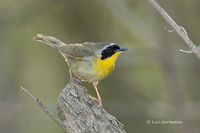 Photo - Common Yellowthroat