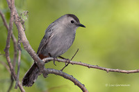 Photo - Gray Catbird