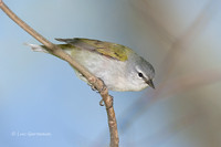 Photo - Tennessee Warbler