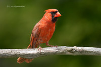 Photo - Cardinal rouge