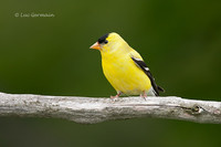 Photo - American Goldfinch