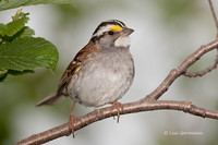 Photo - White-throated Sparrow