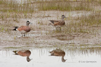 Photo - American Wigeon