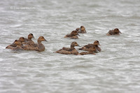 Photo - Eider à duvet