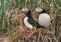 Photo - Atlantic Puffin