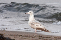 Photo - Herring Gull