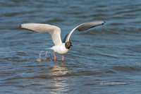 Photo - Mouette de Bonaparte