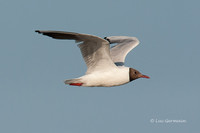 Photo - Mouette rieuse