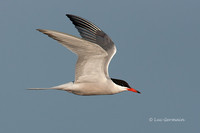 Photo - Common Tern