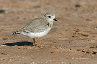 Photo - Piping Plover