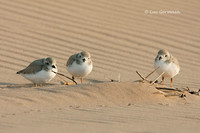 Photo - Piping Plover