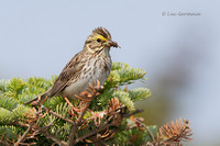 Photo - Bruant des prés