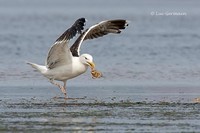 Photo - Great Black-backed Gull